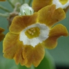 Primula Auricula Windways Mystery - Abriachan Nurseries